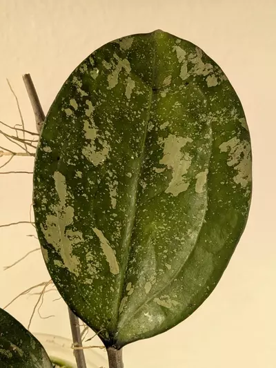 plant/Hoya 'Michele' (splash) 0091-1-thumbnail