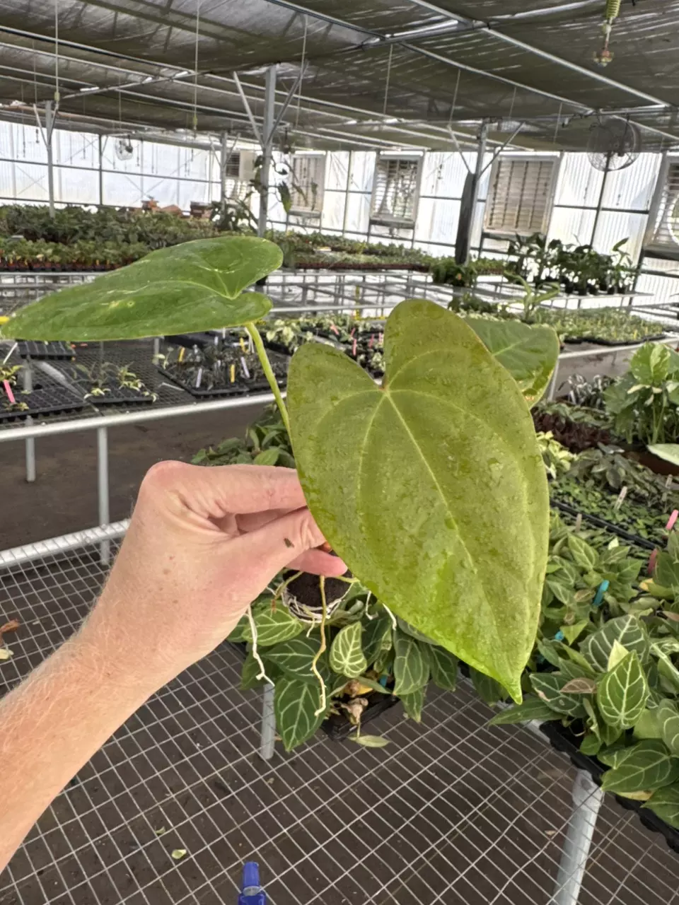 plant/Seed grown anthurium fort Sherman x Warocqueanum starter plant growers choice-1