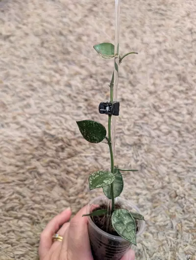 plant/Hoya Krohniana Splash #189-2-thumbnail