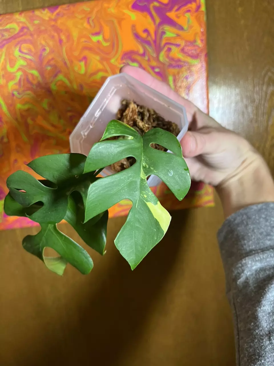 plant/Raph. Tetrasperma albo starter plant-0