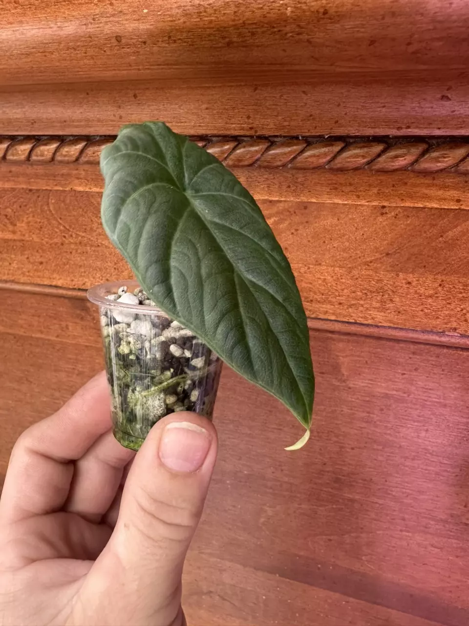 plant/Alocasia Maharani-2