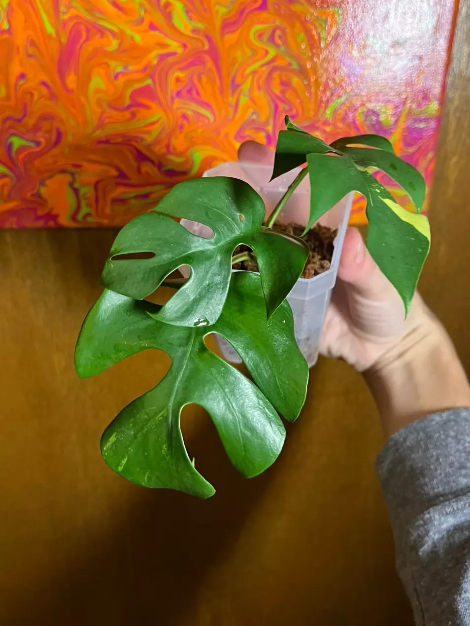 plant/Raph. Tetrasperma albo starter plant-1