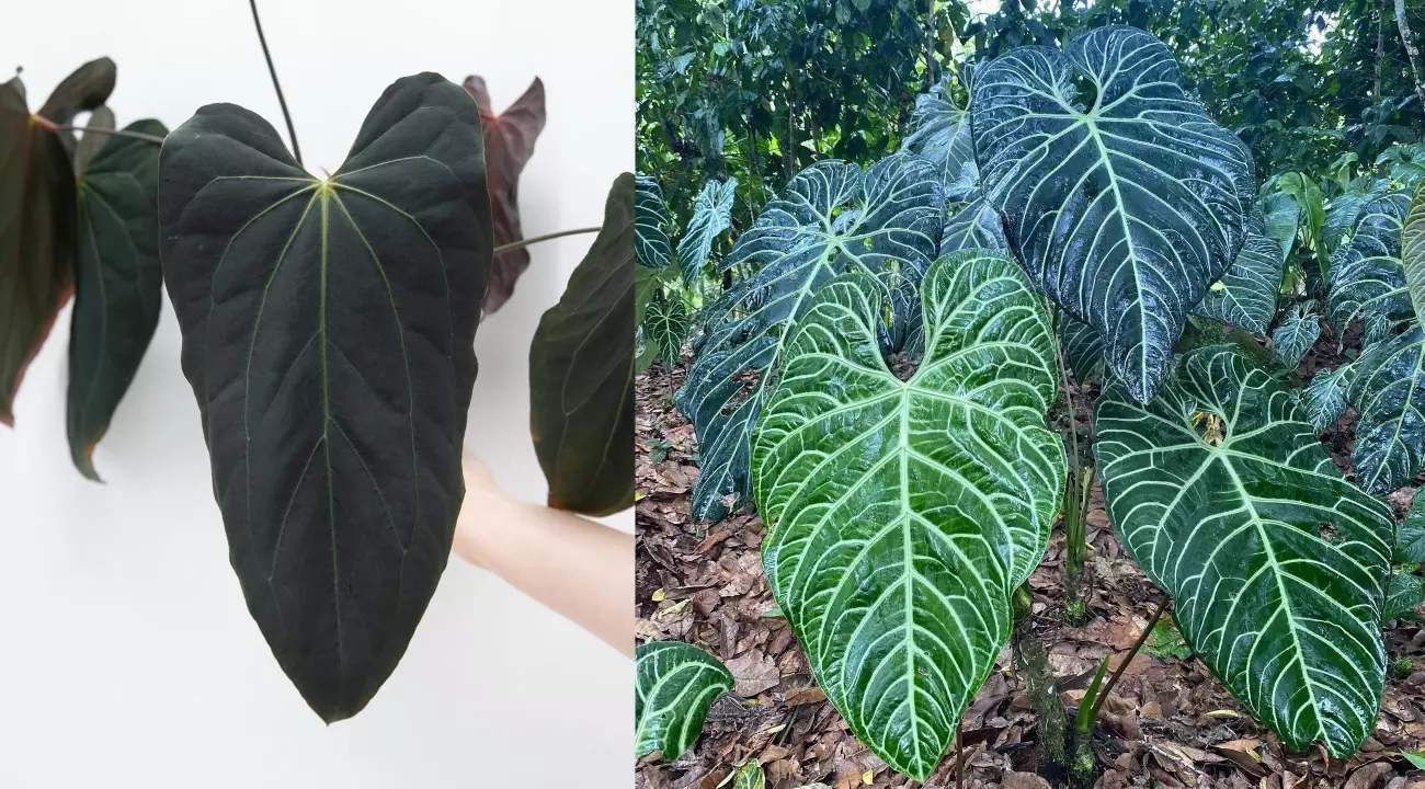 plant/Seed grown anthurium blue papillilaminum x regale starter plant growers-0