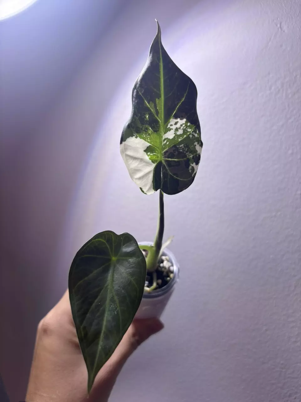 plant/✨Alocasia Regal Shield Albo/Pink/Purple✨-3
