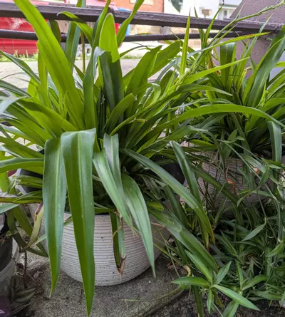 plant/💫 Shamrock Spider plant Includes heat pack 4 inch Spiderplant Free shipping-5-thumbnail