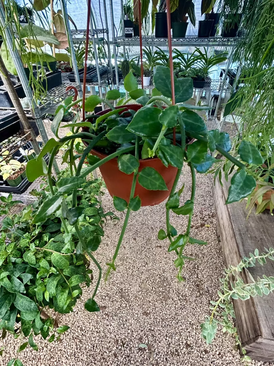 plant/6” short Ceropegia Sandersonii-1