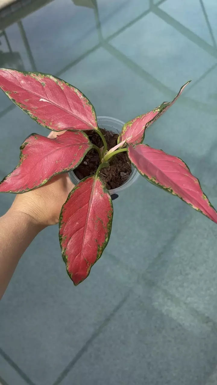 plant/Aglaonema Beauty-1