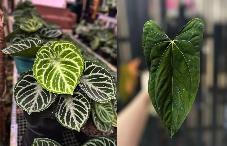 plant/Seed grown anthurium dorayaki mbr x papillilaminum starter plant growers choice-0