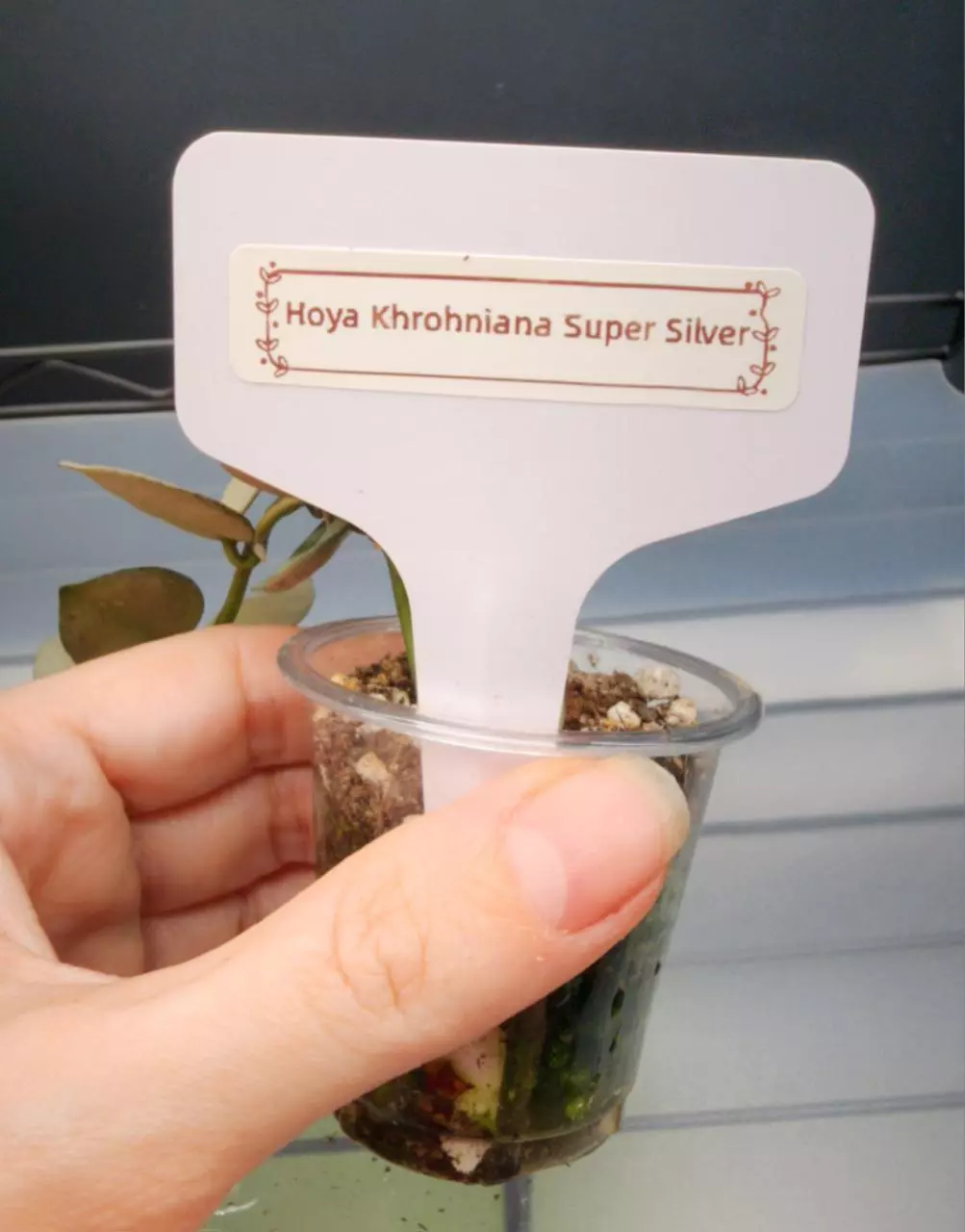 plant/Hoya Krohniana Super Silver-C-2