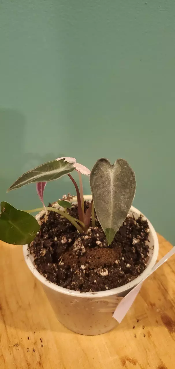 plant/Pink Bambino-2