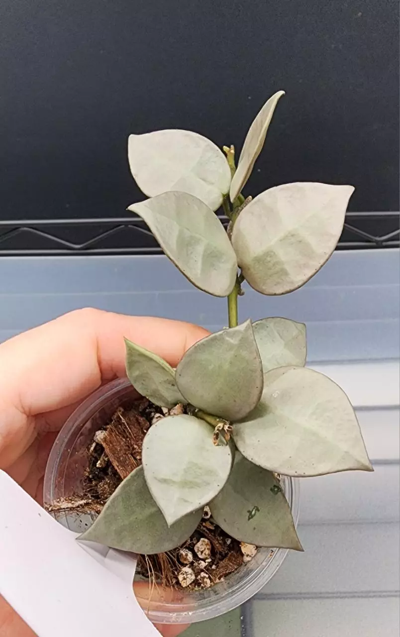 plant/Hoya Krohniana Super Silver-B-0