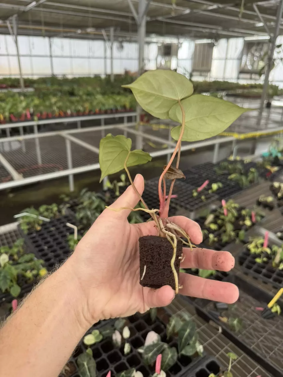 plant/Seed grown anthurium carlablackiae x legend starter plant growers choice-7