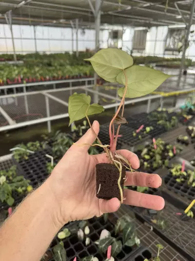 plant/Seed grown anthurium carla blackiae x legend starter plant growers choice-7-thumbnail