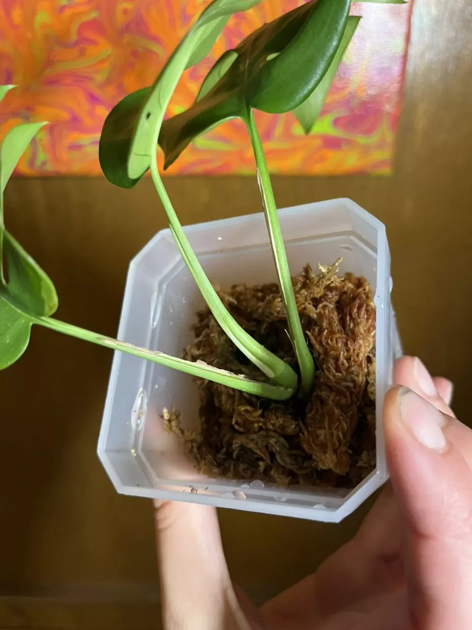 plant/Raph. Tetrasperma albo starter plant-2