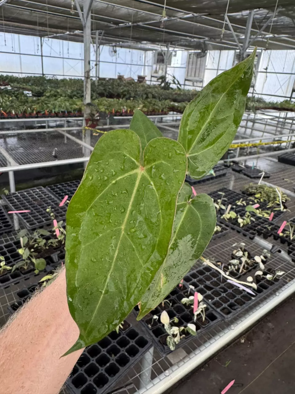 plant/Seed grown anthurium guna yala x legend starter plant growers-1