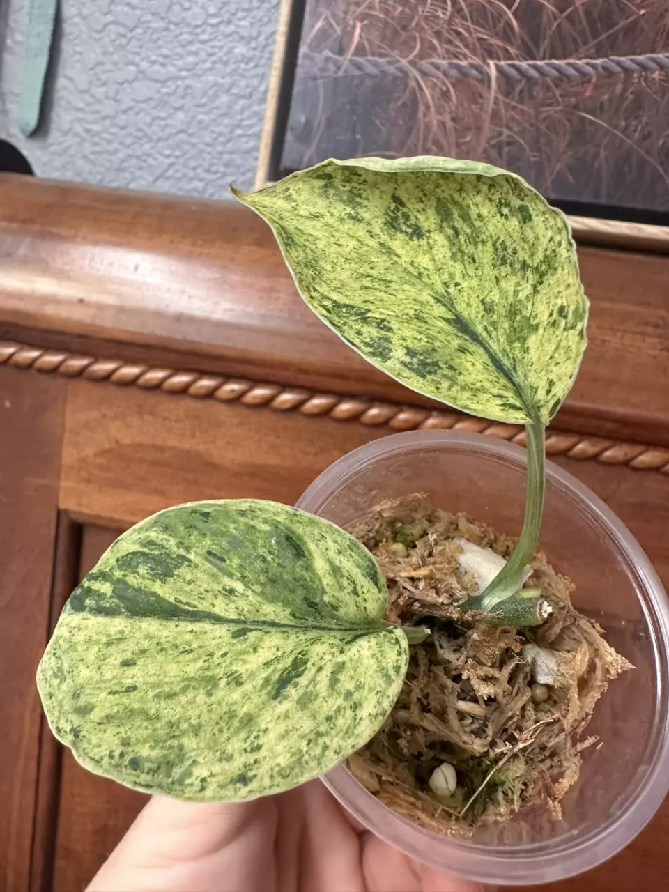 plant/Scindapsus Jade Satin Marble-1