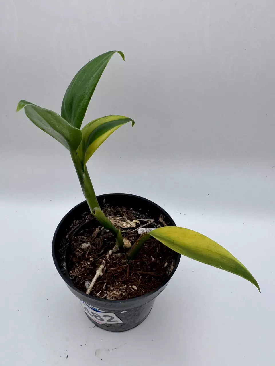 plant/Scindapsus Coriaceus variegated 0482-1