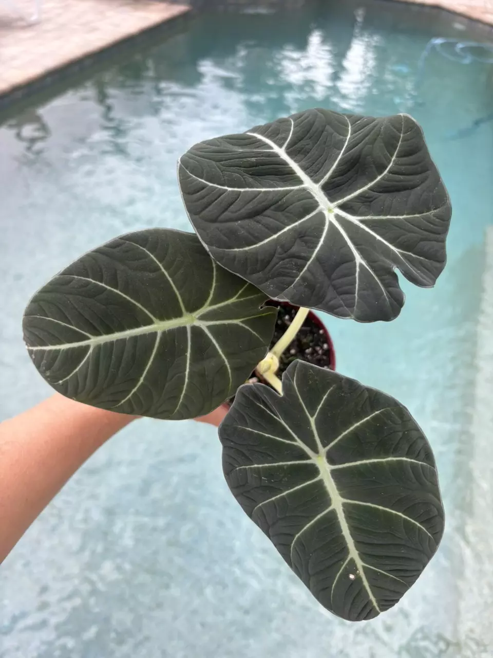 plant/Alocasia Black Velvet-0