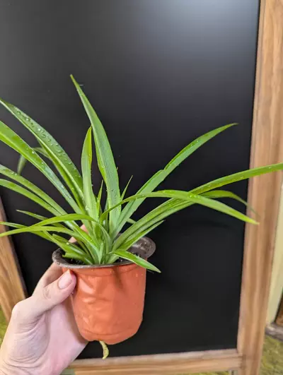 plant/💫 Shamrock Spider plant Includes heat pack 4 inch Spiderplant Free shipping-4-thumbnail