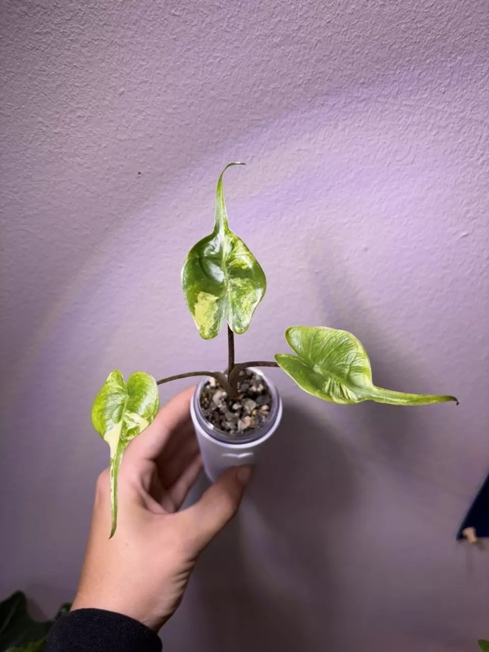 plant/✨Alocasia Stingray Aurea✨-0