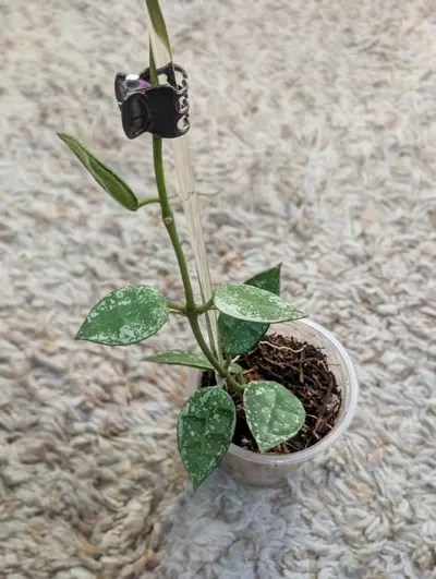 plant/Hoya Krohniana Splash #189-0-thumbnail