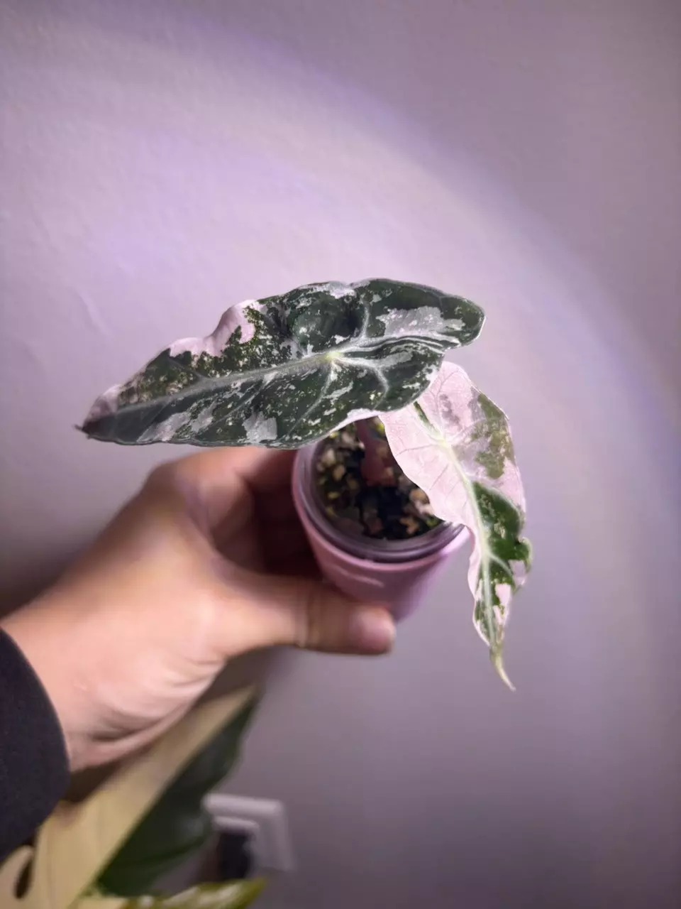 plant/✨Alocasia Pink Polly ✨-0
