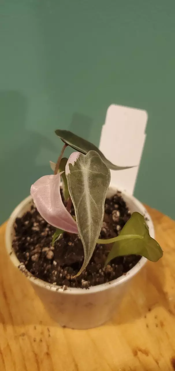 plant/Pink Bambino-0