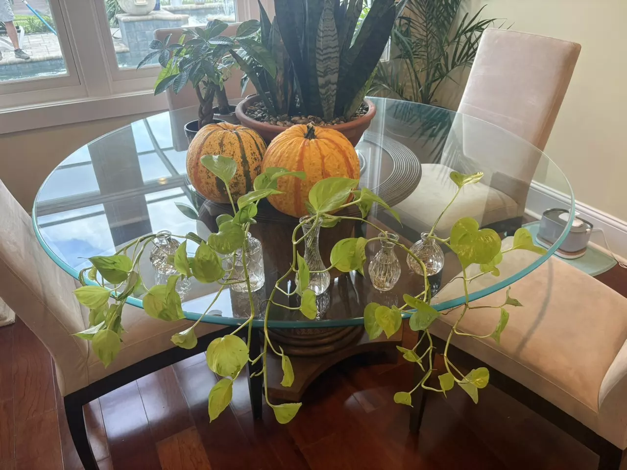 plant/Champs Elysees Pothos Rooted Cutting-0