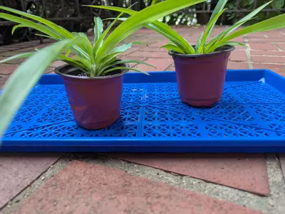 plant/💫 Shamrock Spider plant Includes heat pack 4 inch Spiderplant Free shipping-2-thumbnail