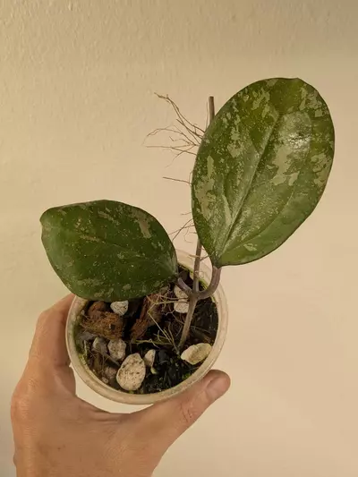 plant/Hoya 'Michele' (splash) 0091-0-thumbnail