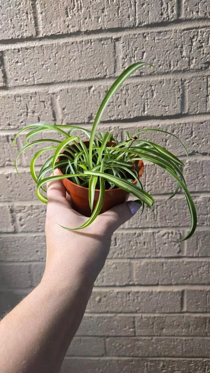 plant/Curly spider plant-1