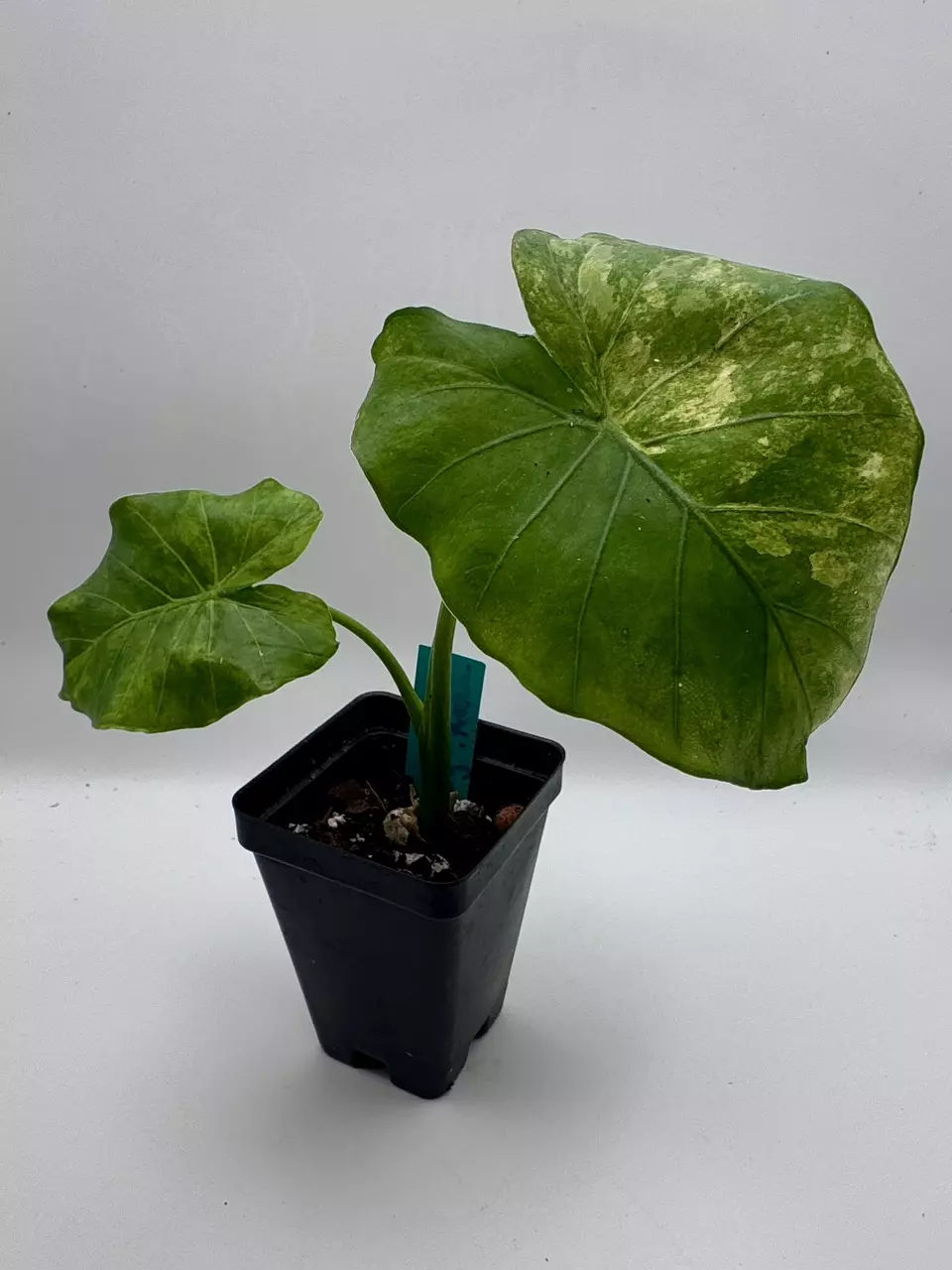 plant/Alocasia Gageana Aurea 0480-0