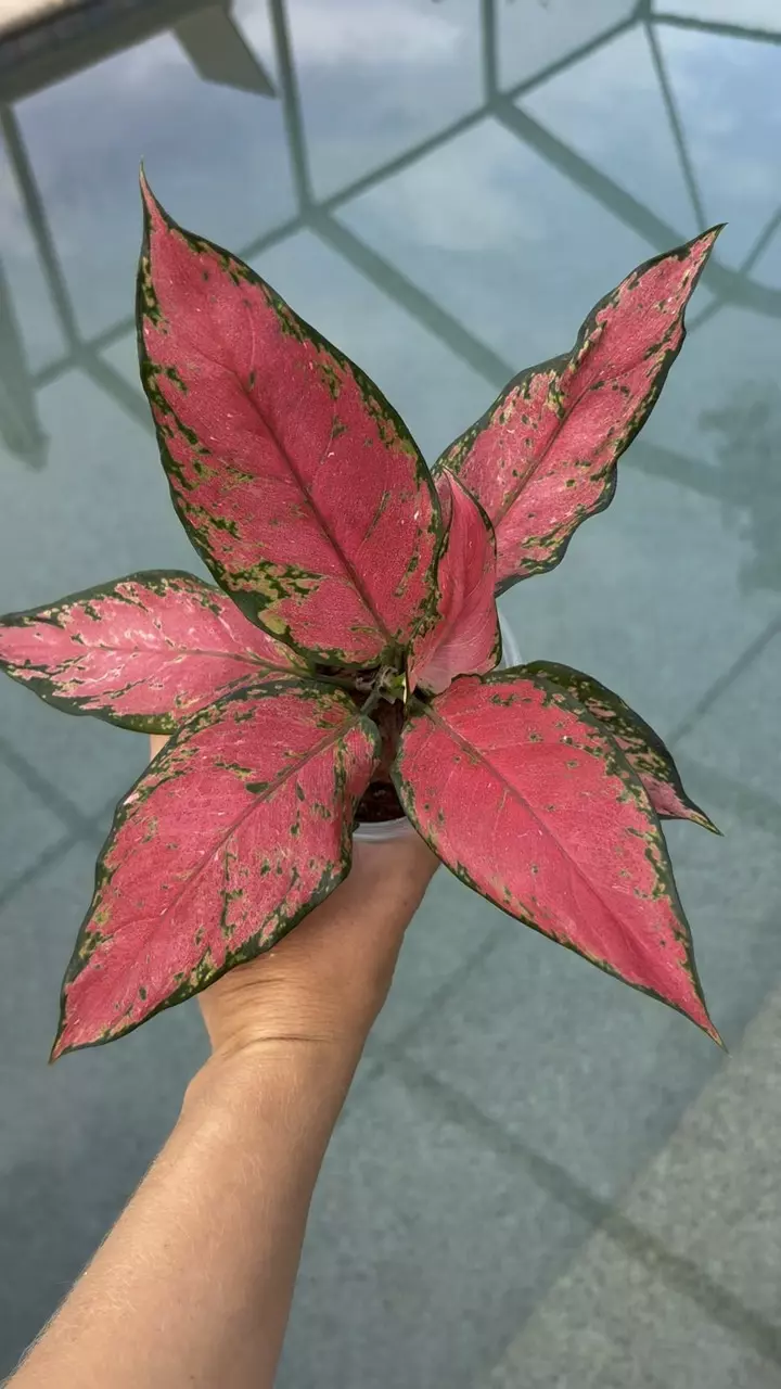 plant/Aglaonema Beauty-1