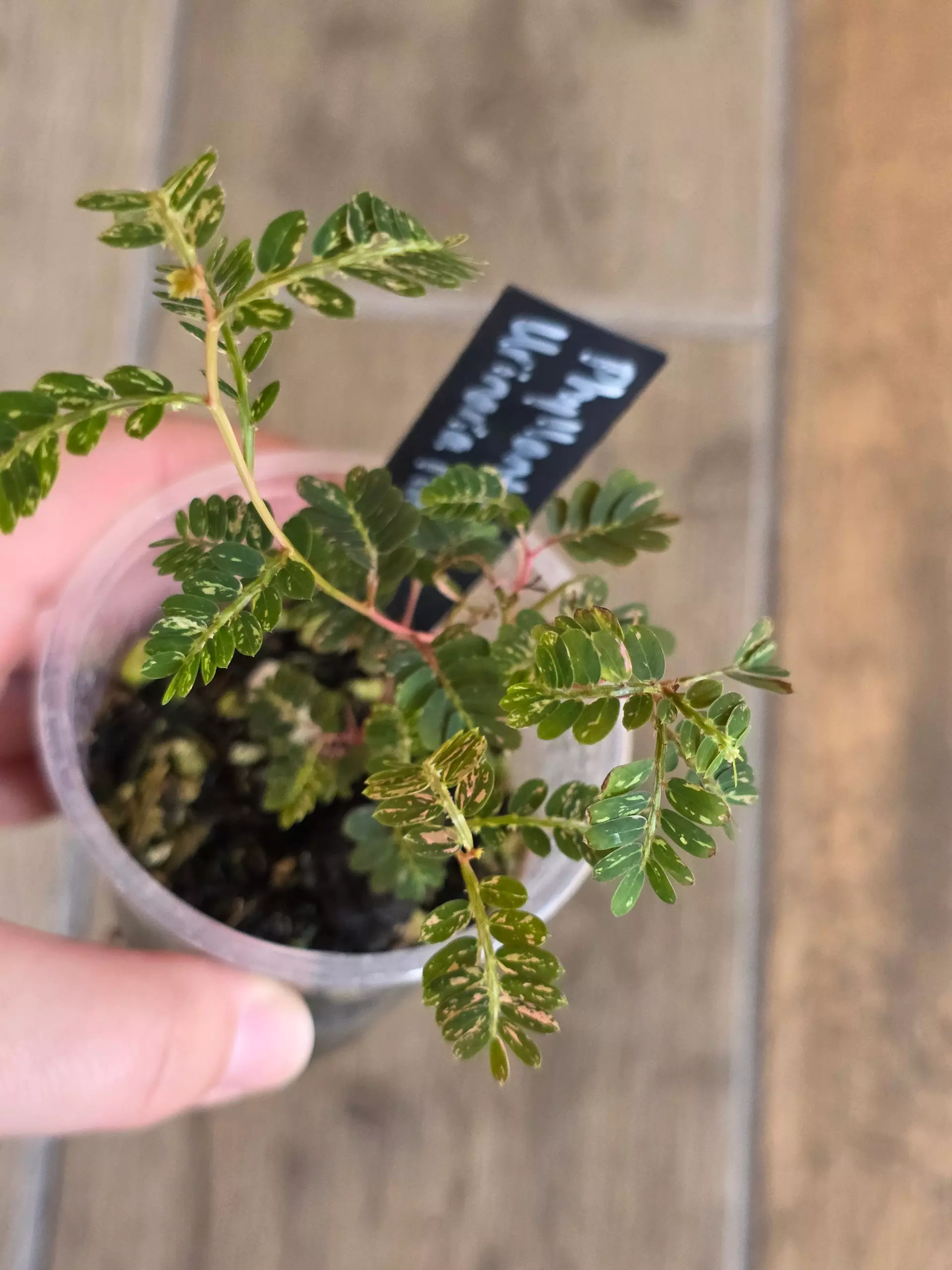 plant/Phyllanthus Urinaria Pink Variegated-0