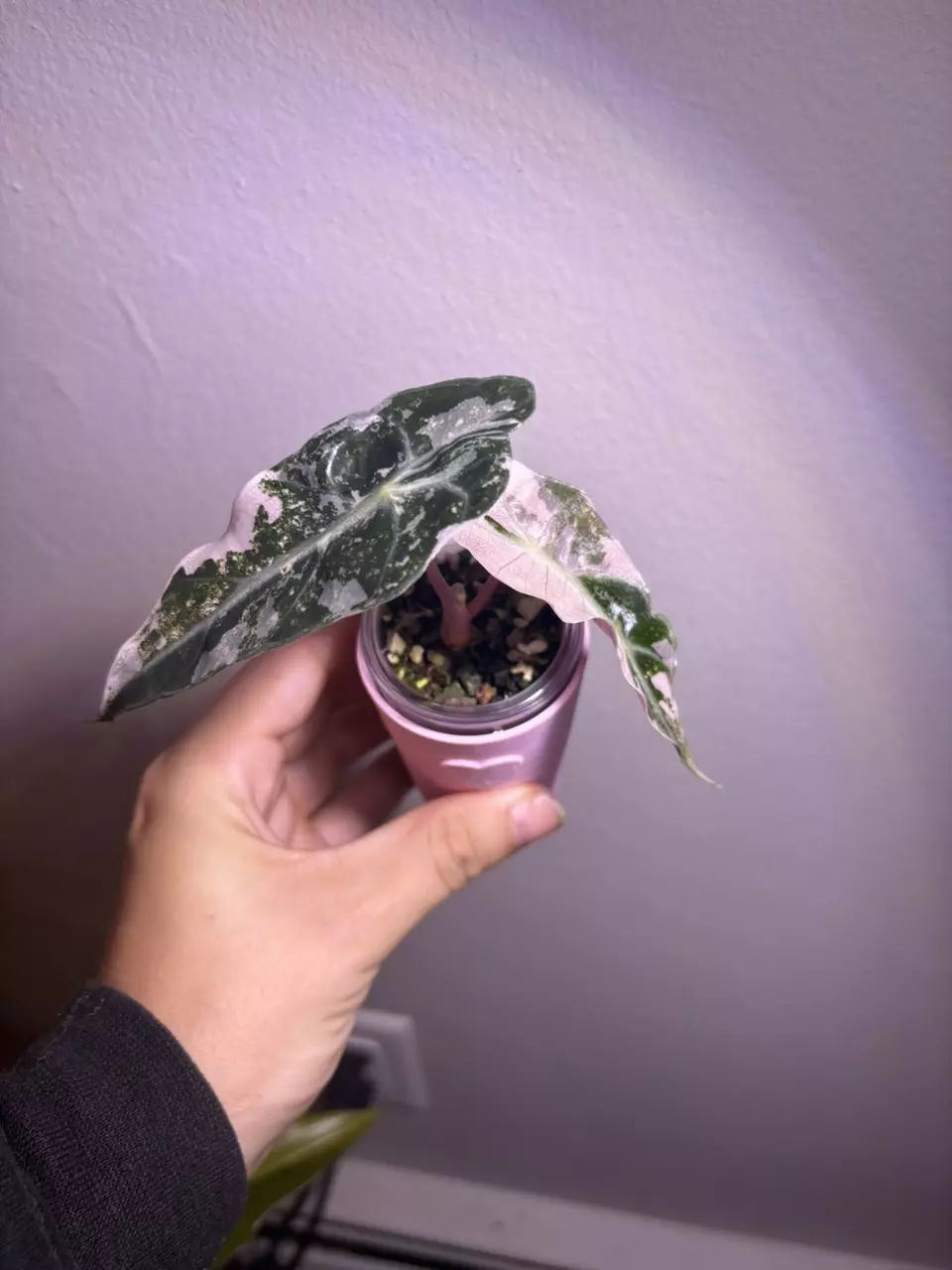 plant/✨Alocasia Pink Polly ✨-1