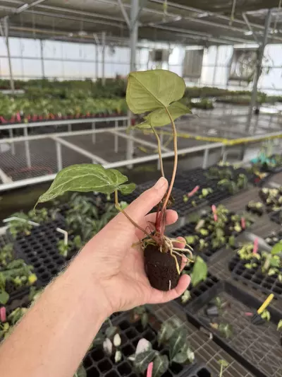 plant/Seed grown anthurium carla blackiae x legend starter plant growers choice-6-thumbnail