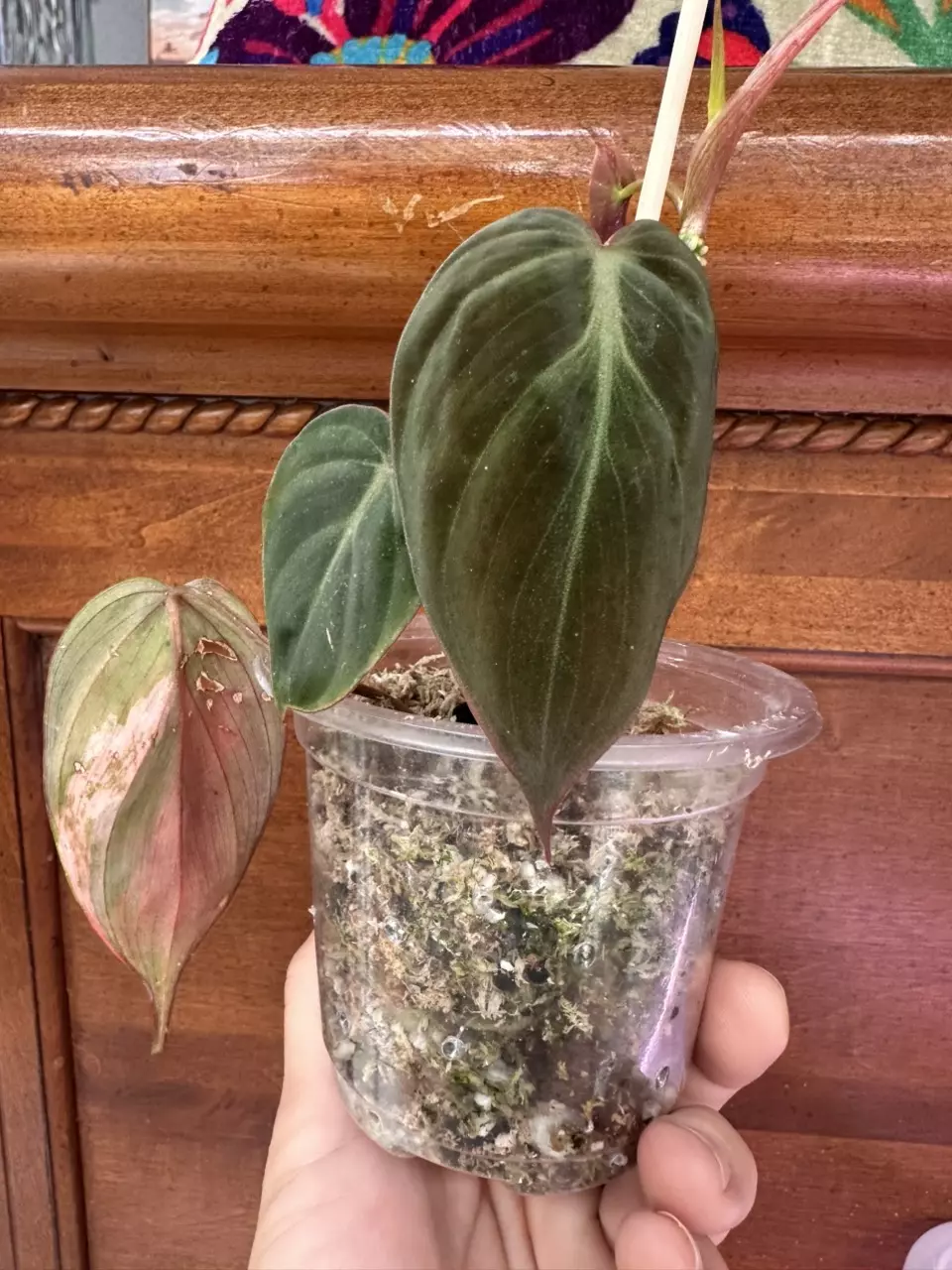 plant/Micans Revert #0014-5