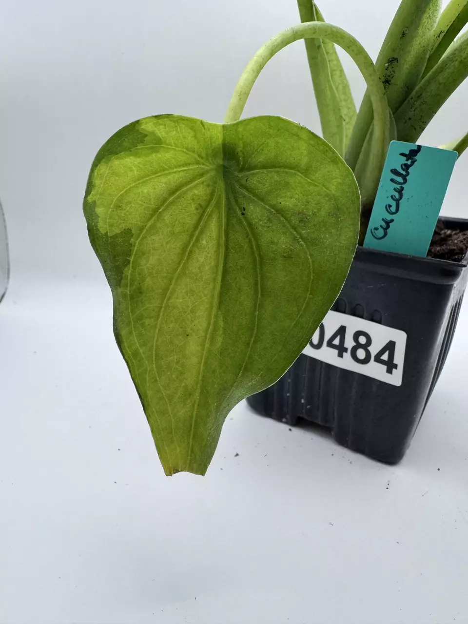 plant/Alocasia Cucullata variegated 0484-2