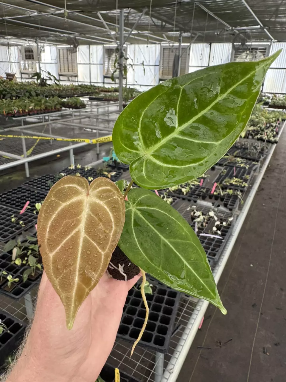 plant/Seed grown anthurium ace of spades x crystallinum silver starter plant growers c-1