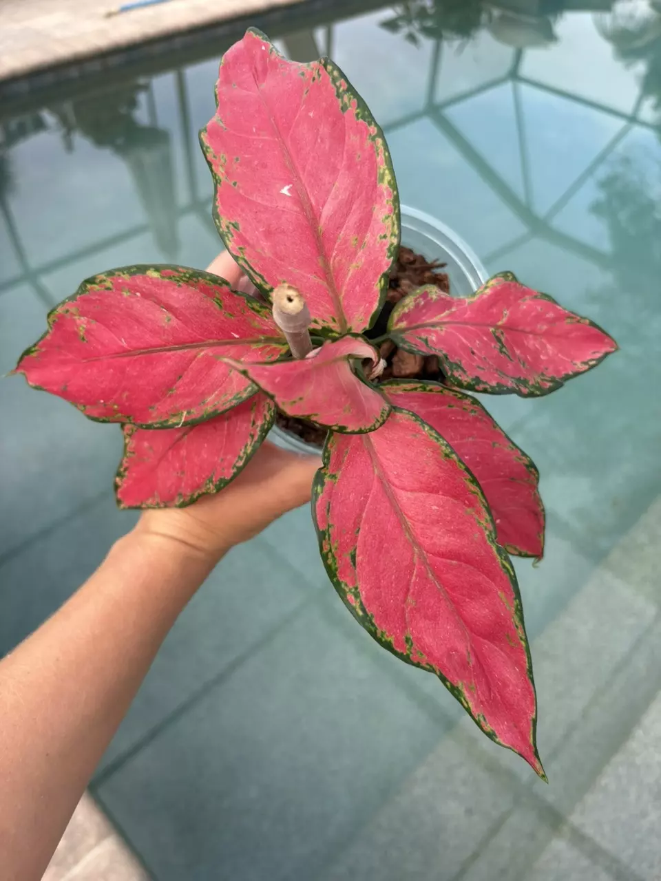 plant/Aglaonema Beauty-0