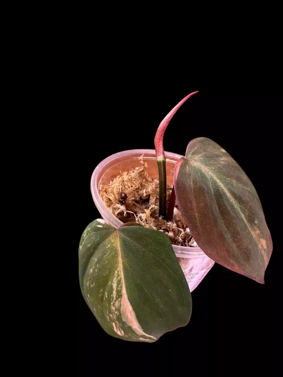 plant/Micans variegated-rooted top cut #0016-1