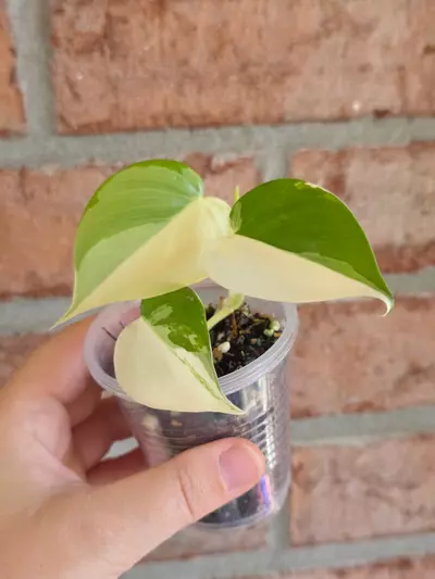 plant/Philodendron Hederaceum Albo Variegata-0-thumbnail