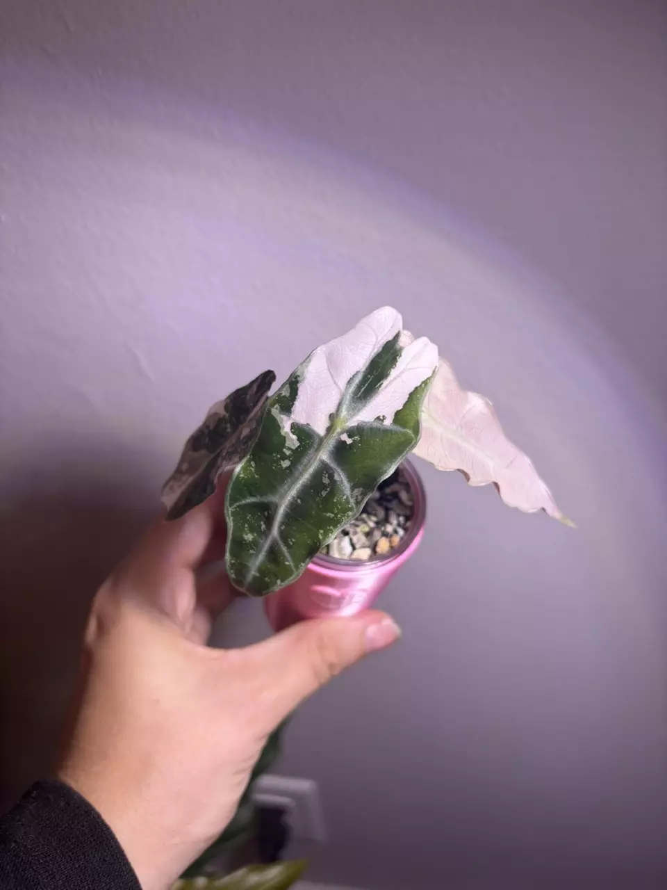 plant/✨Alocasia Thai Pink Amazonica✨-0