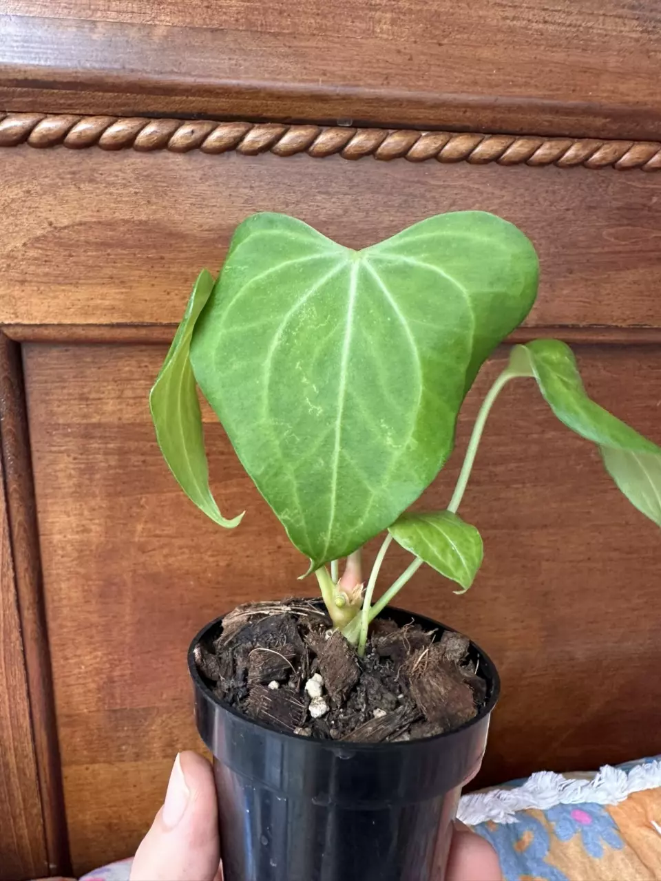 plant/Anthurium Delta Force-0
