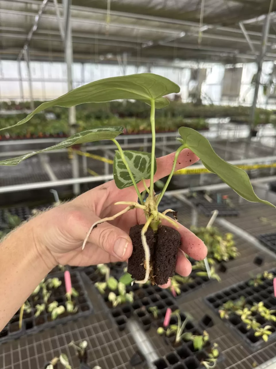 plant/Seed grown anthurium crystallinum silver narrow x Warocqueanum starter plant-7
