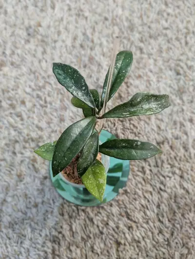 plant/Hoya Wilbur Graves China #188-4-thumbnail