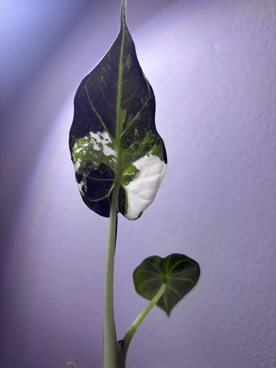 plant/✨Alocasia Regal Shield Albo/Pink/Purple✨-1