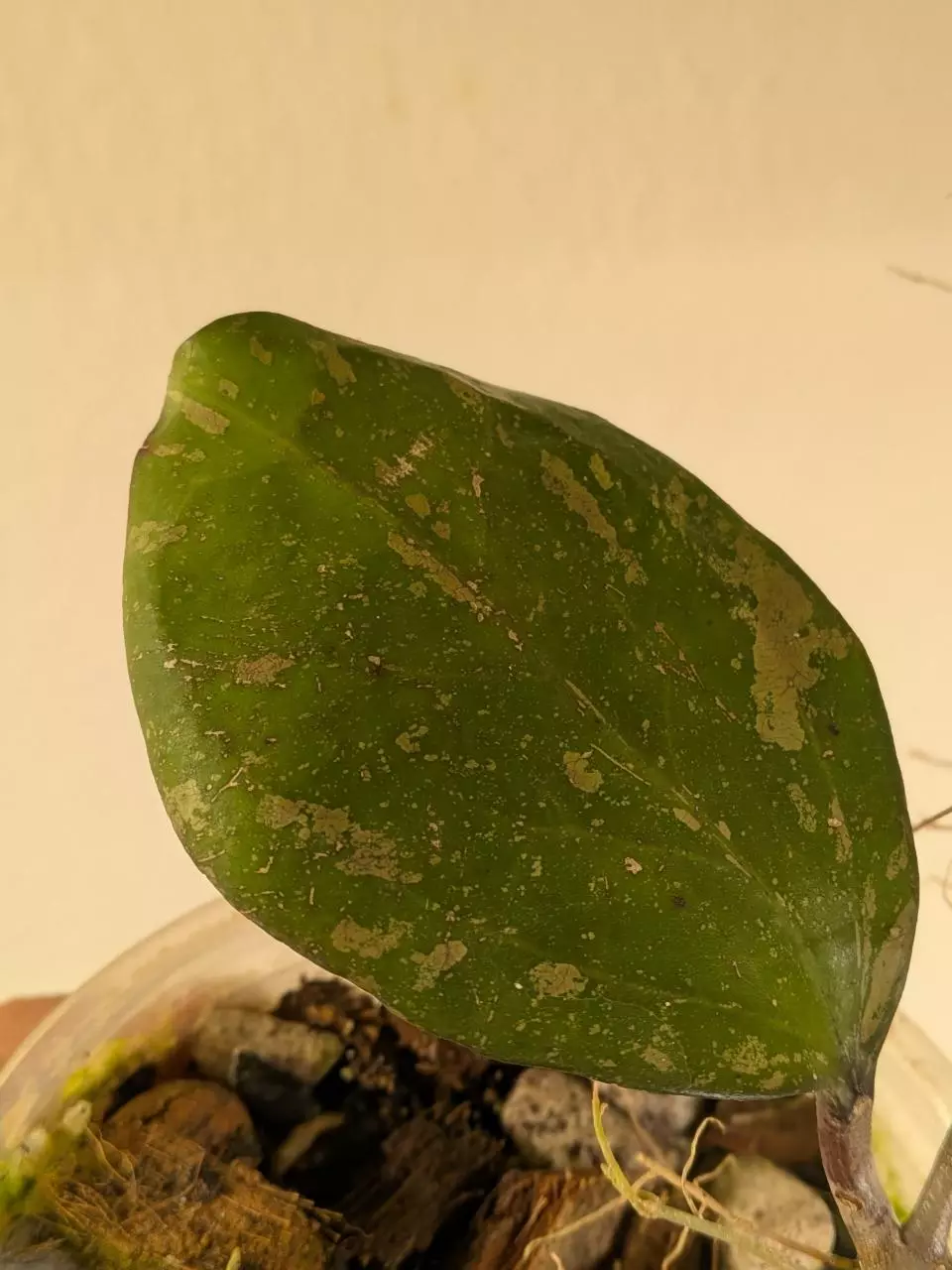 plant/Hoya 'Michele' (splash) 0091-2