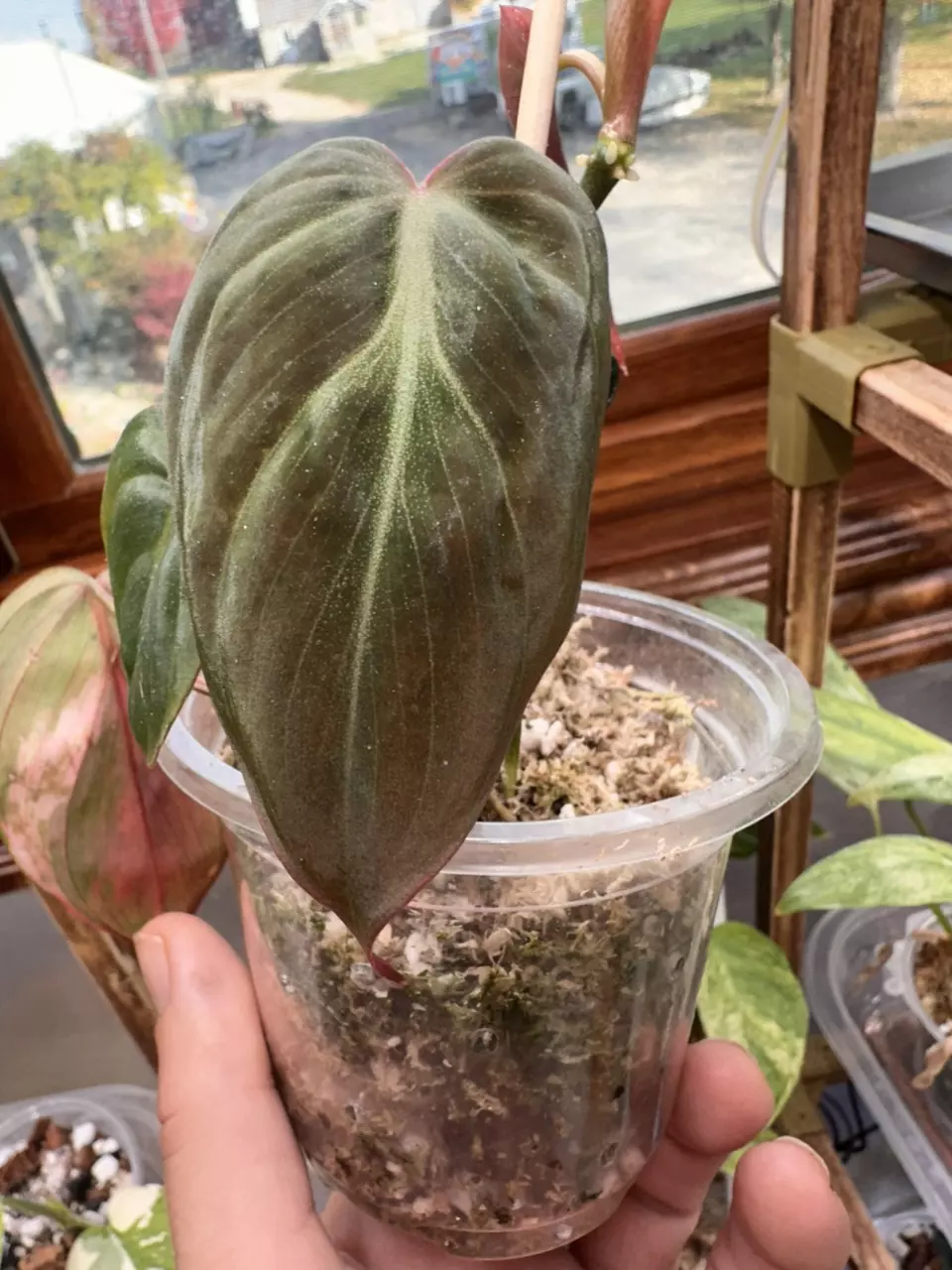 plant/Micans Revert #0014-1