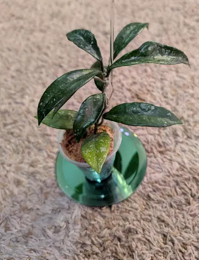 plant/Hoya Wilbur Graves China #188-2-thumbnail